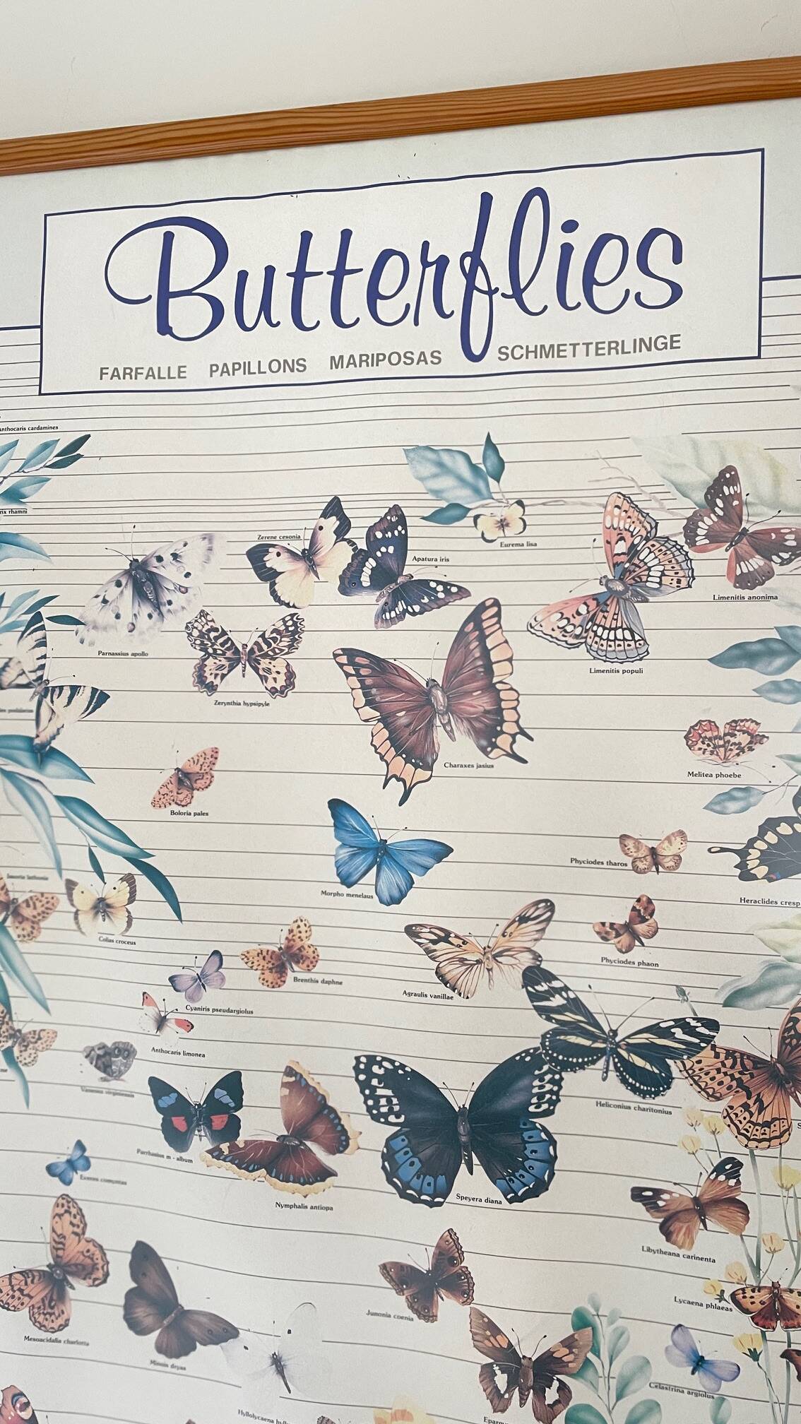 TABLEAU Display BUTTERFLY Italy Vintage