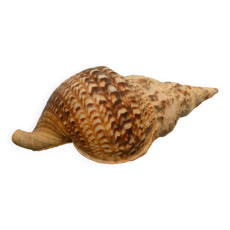 Charonia Tritonis Triton Coquillage