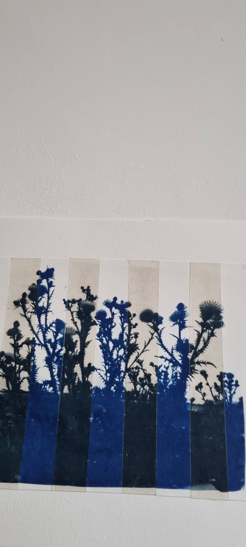 Cyanotype photo bichromy
