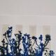 Cyanotype photo bichromy