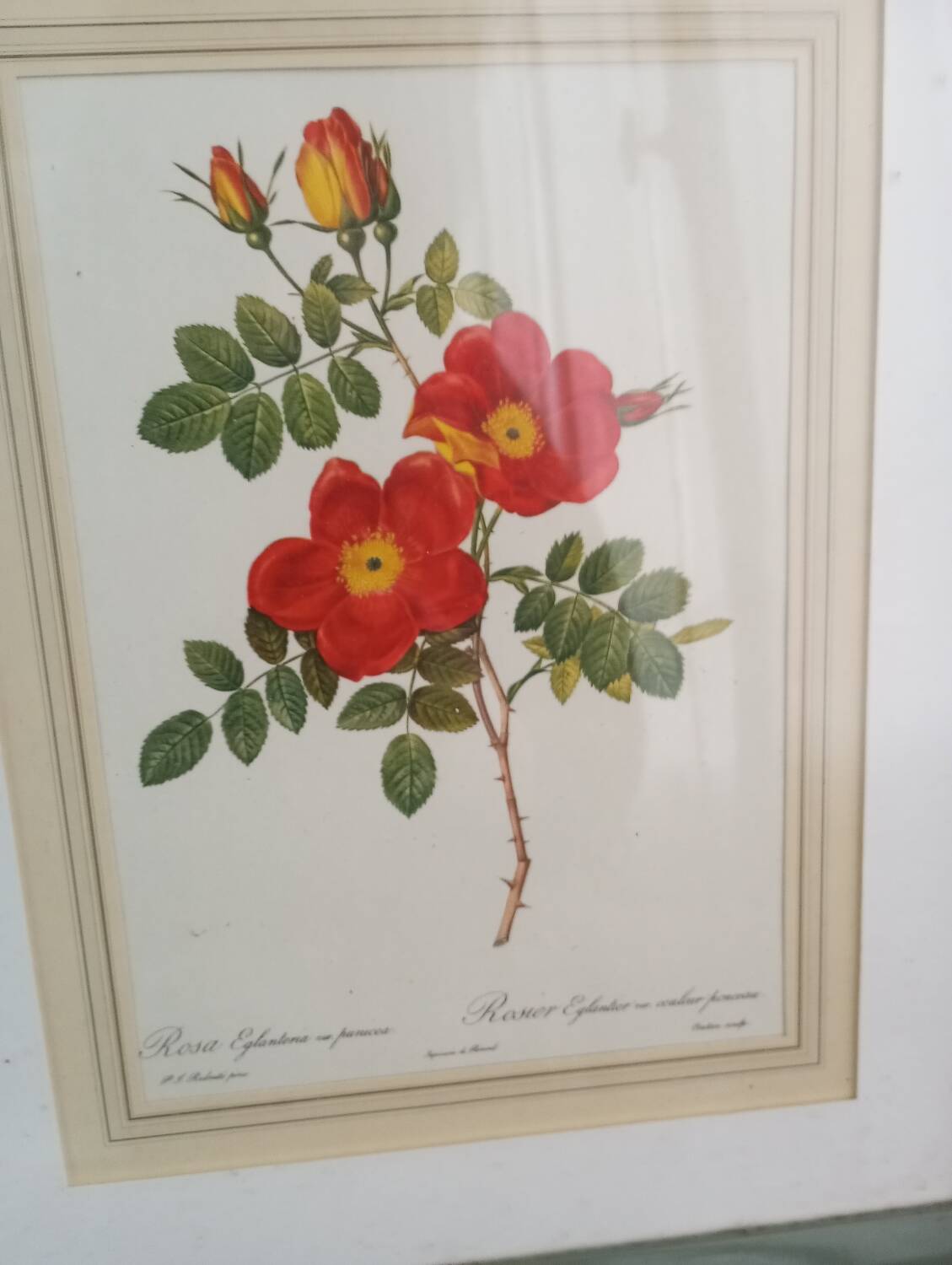 Small pink botanical board