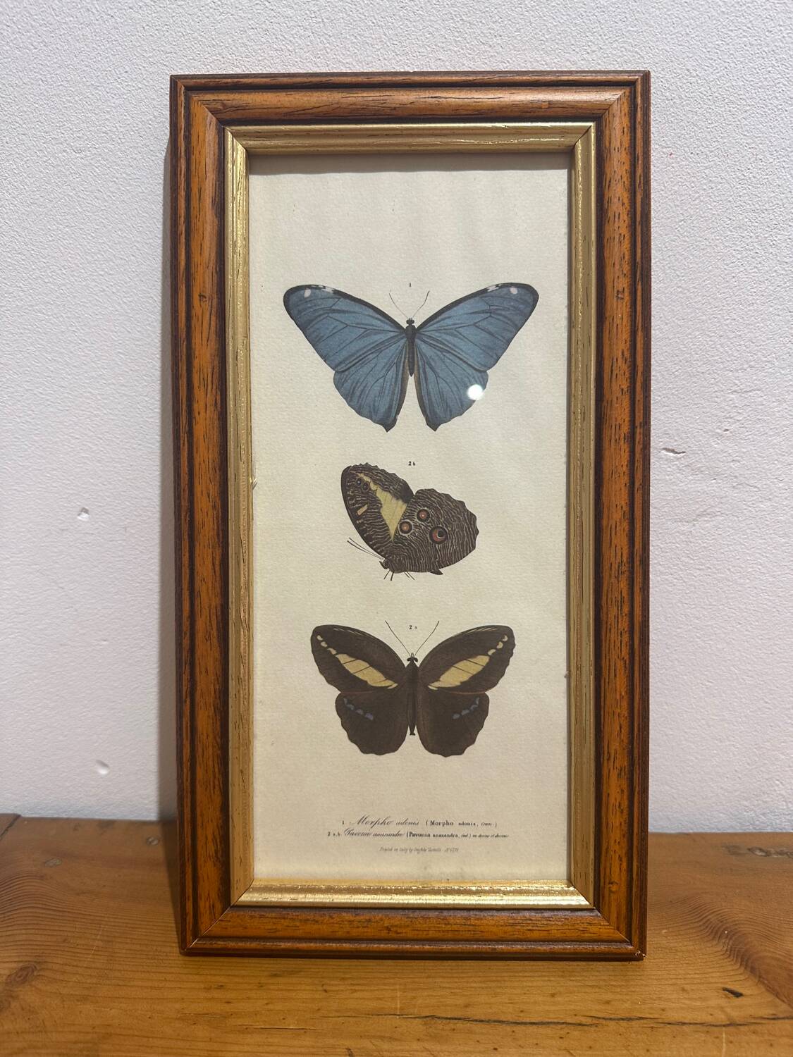 Butterflies lithograph frame