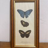 Butterflies lithograph frame