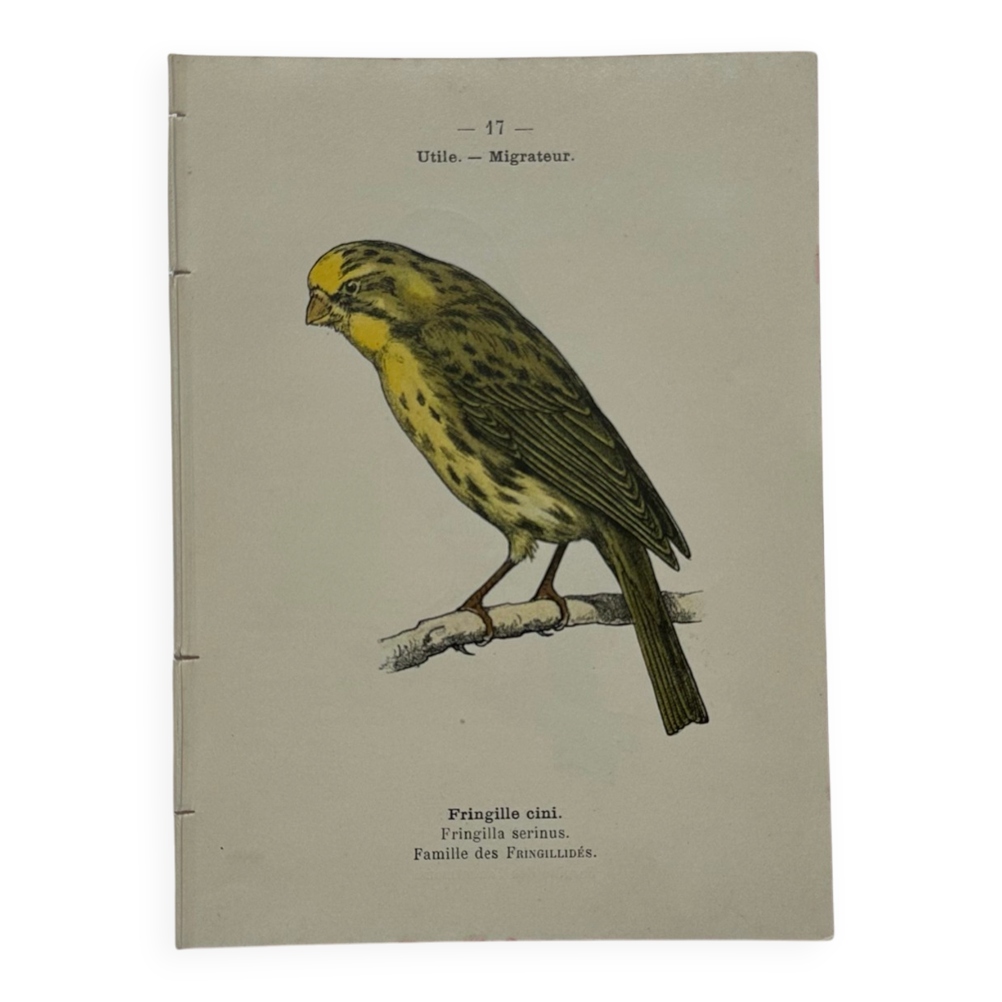 Planche Botanique Gravure oiseaux naturaliste  19eme recto verso  A