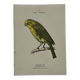 Planche Botanique Gravure oiseaux naturaliste  19eme recto verso  A