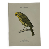 Planche Botanique Gravure oiseaux naturaliste  19eme recto verso  A