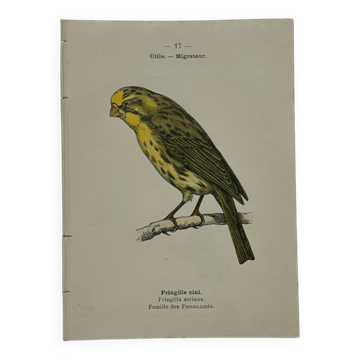 🐦 Botanical Plate Engraving of Birds, Naturalist, 19th Century, Double-sided A