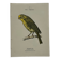 Planche Botanique Gravure oiseaux naturaliste  19eme recto verso  A