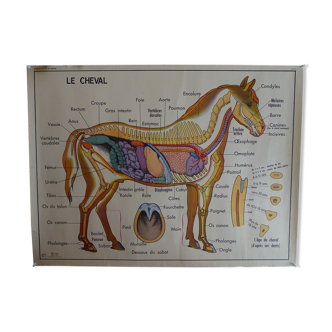 School poster on both sides anatomy horse and cow at the farm. mdi. 1964