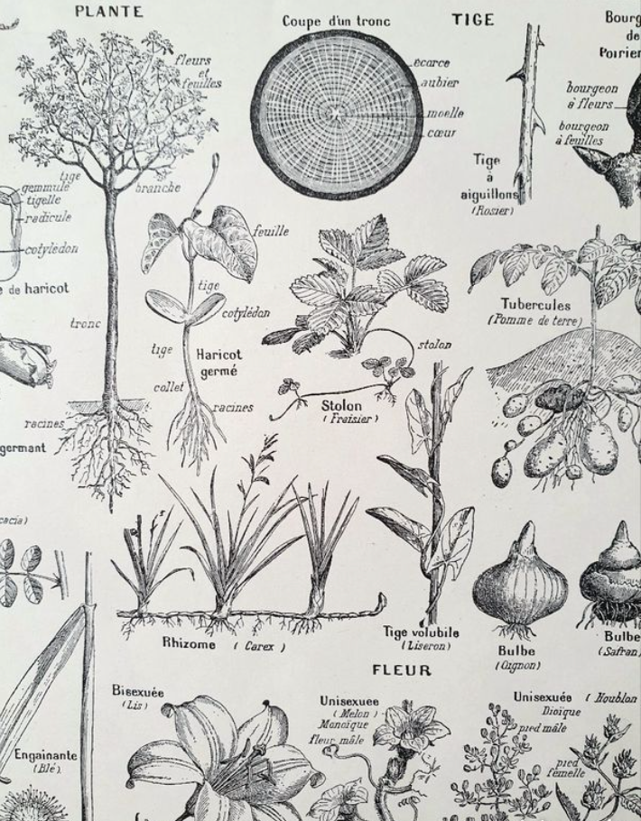 Botanical plate 40s black and white