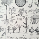 Botanical plate 40s black and white