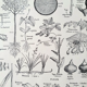 Botanical plate 40s black and white