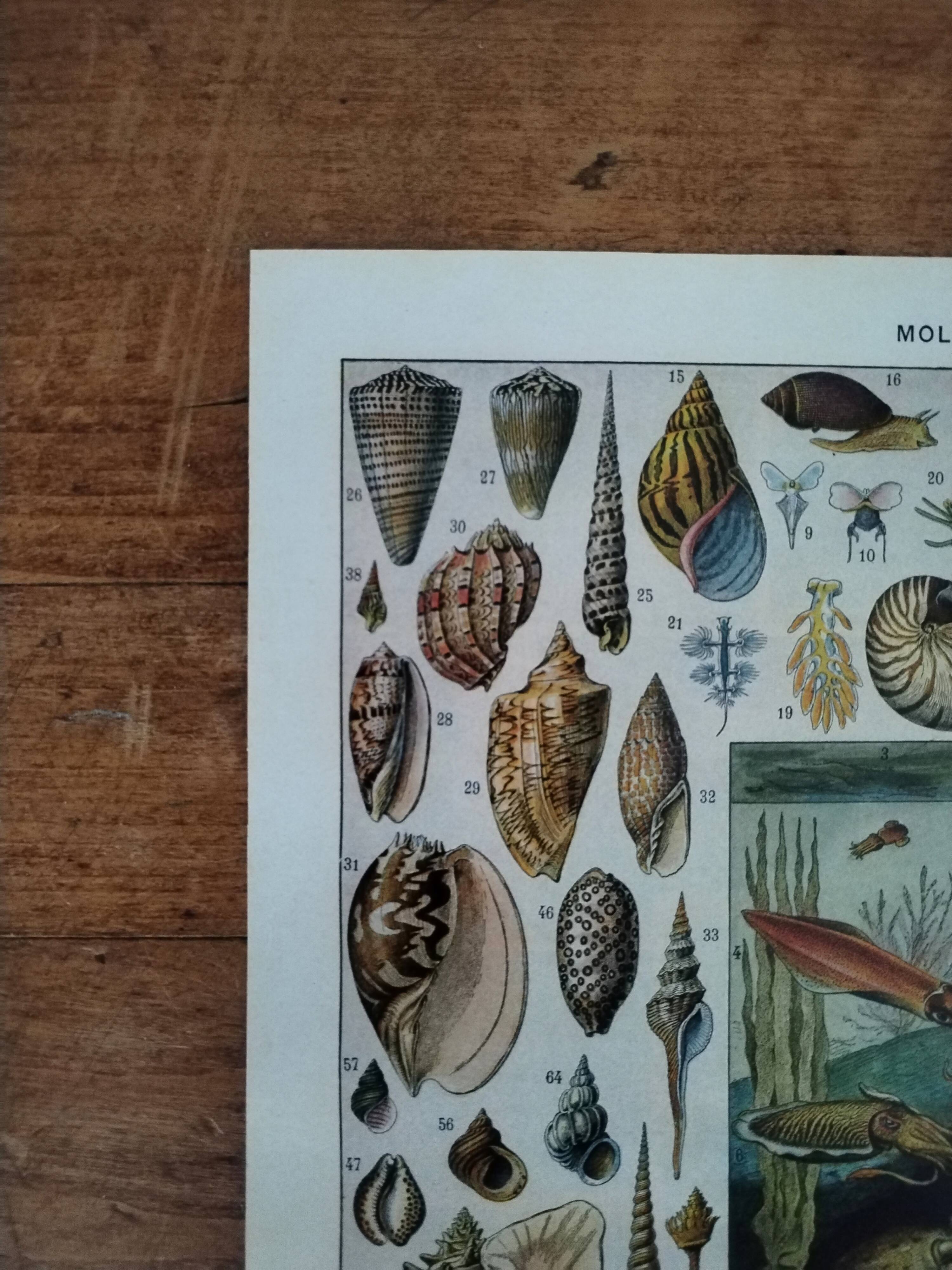 Original lithograph on molluscs