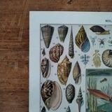 Original lithograph on molluscs