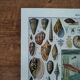Lithographie originale sur les mollusques