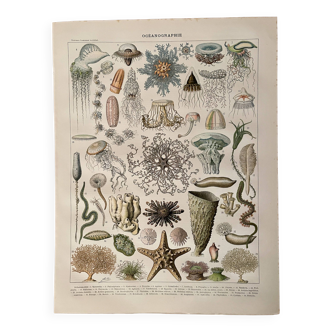 Lithograph on oceanography - 1900