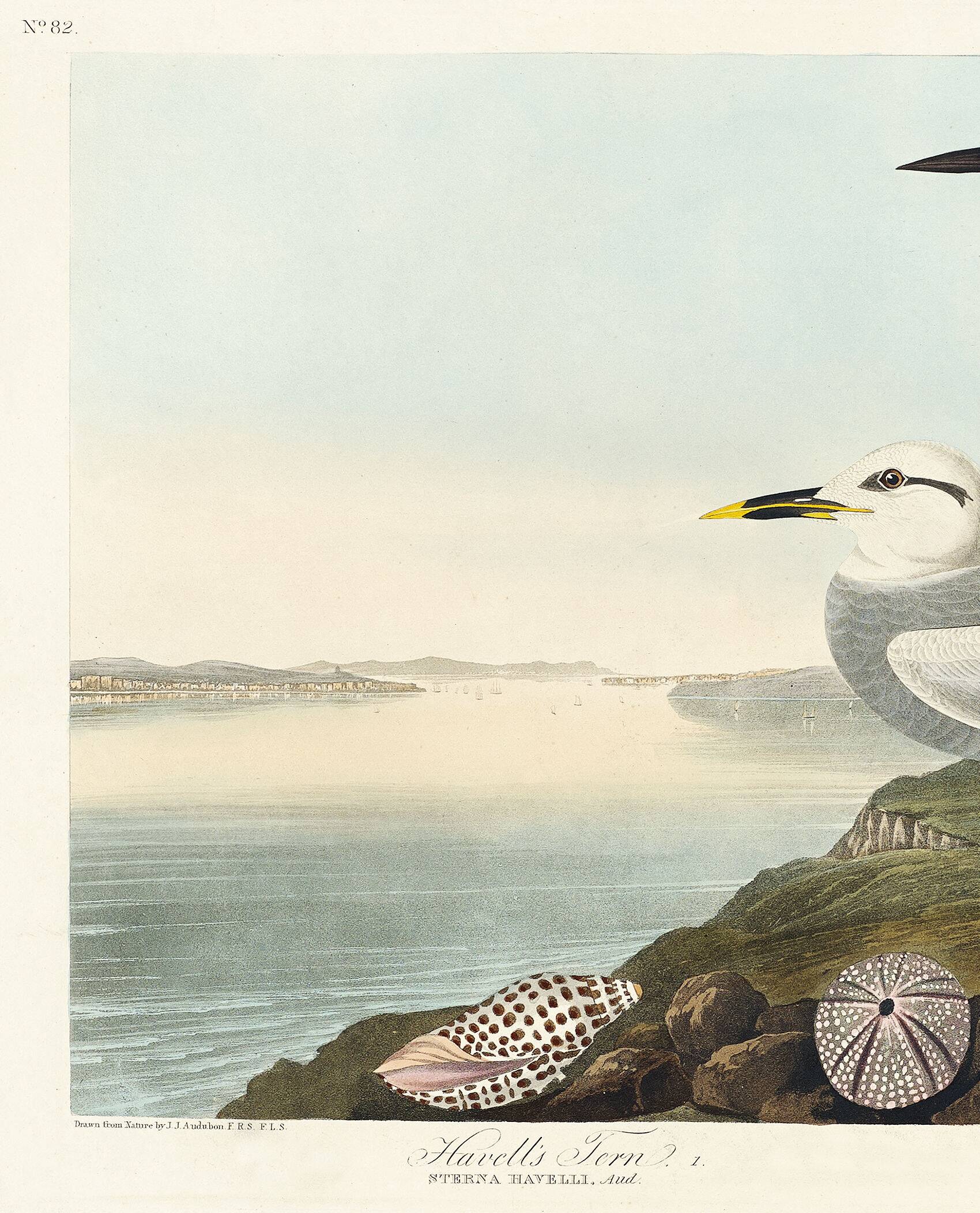 Poster about Terns, based on an old engraving from 1827.