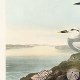 Poster about Terns, based on an old engraving from 1827.