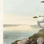 Poster about Terns, based on an old engraving from 1827.