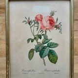 PJ Redouté pink framed lithograph