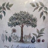 Tableau botanique L'Avocatier