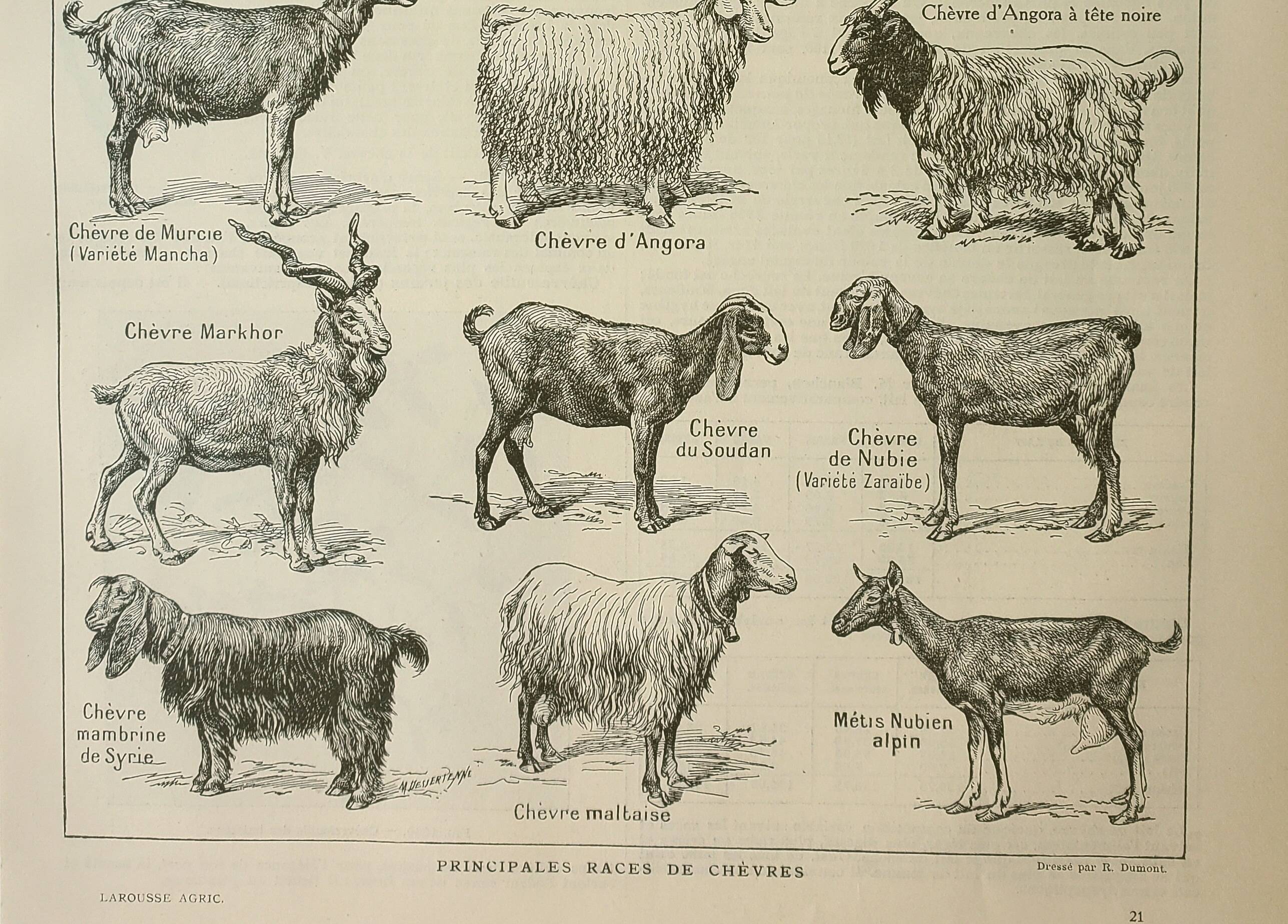 Old engraving 1922, Goats, main breeds, goats, farm • Lithograph, Original plate