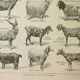 Old engraving 1922, Goats, main breeds, goats, farm • Lithograph, Original plate