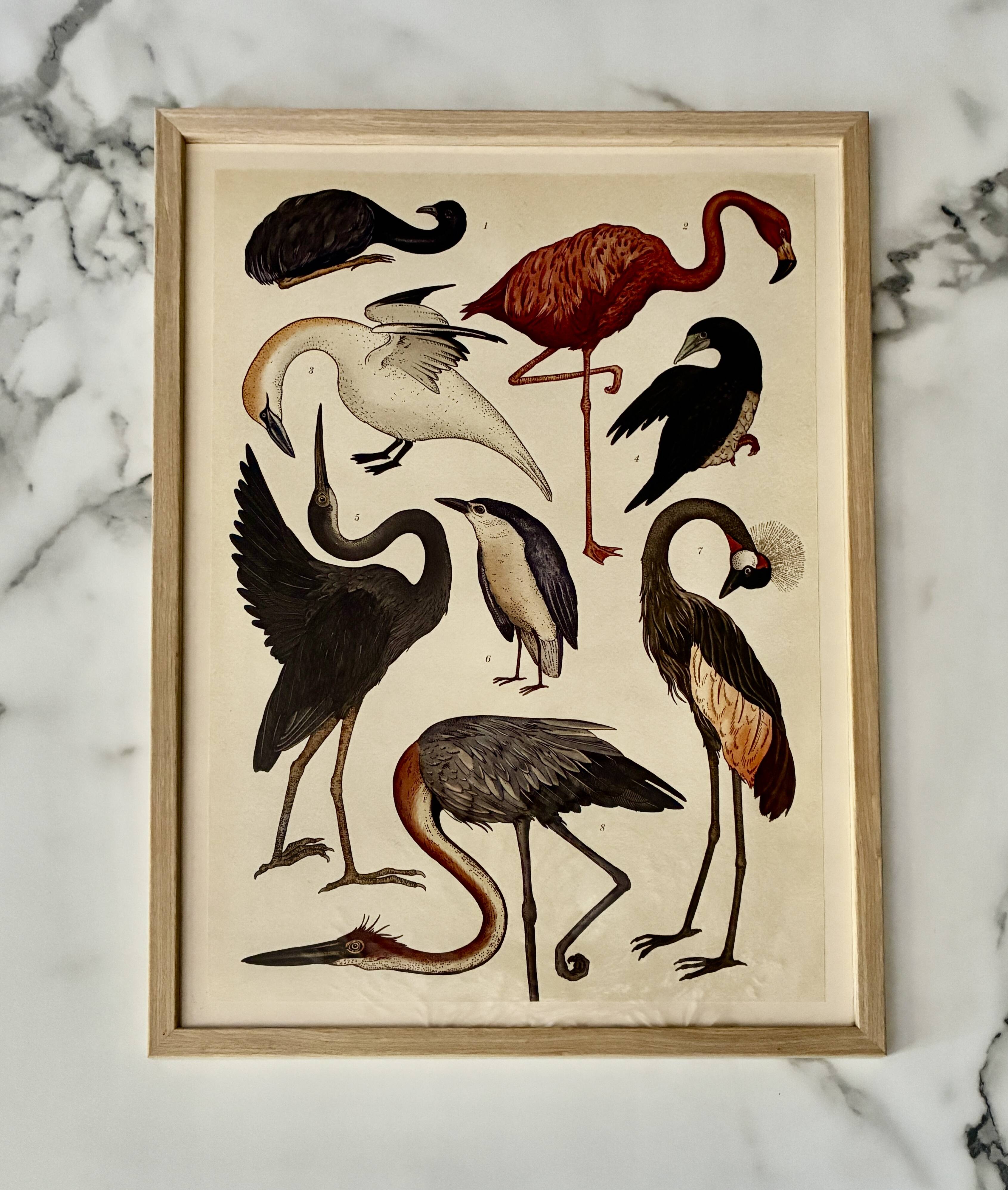 Illustration oiseaux encadrée