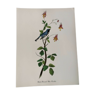 Planche oiseaux de J.J. Audubon - Paruline - de 1978. Illustration zoologique et ornitologique