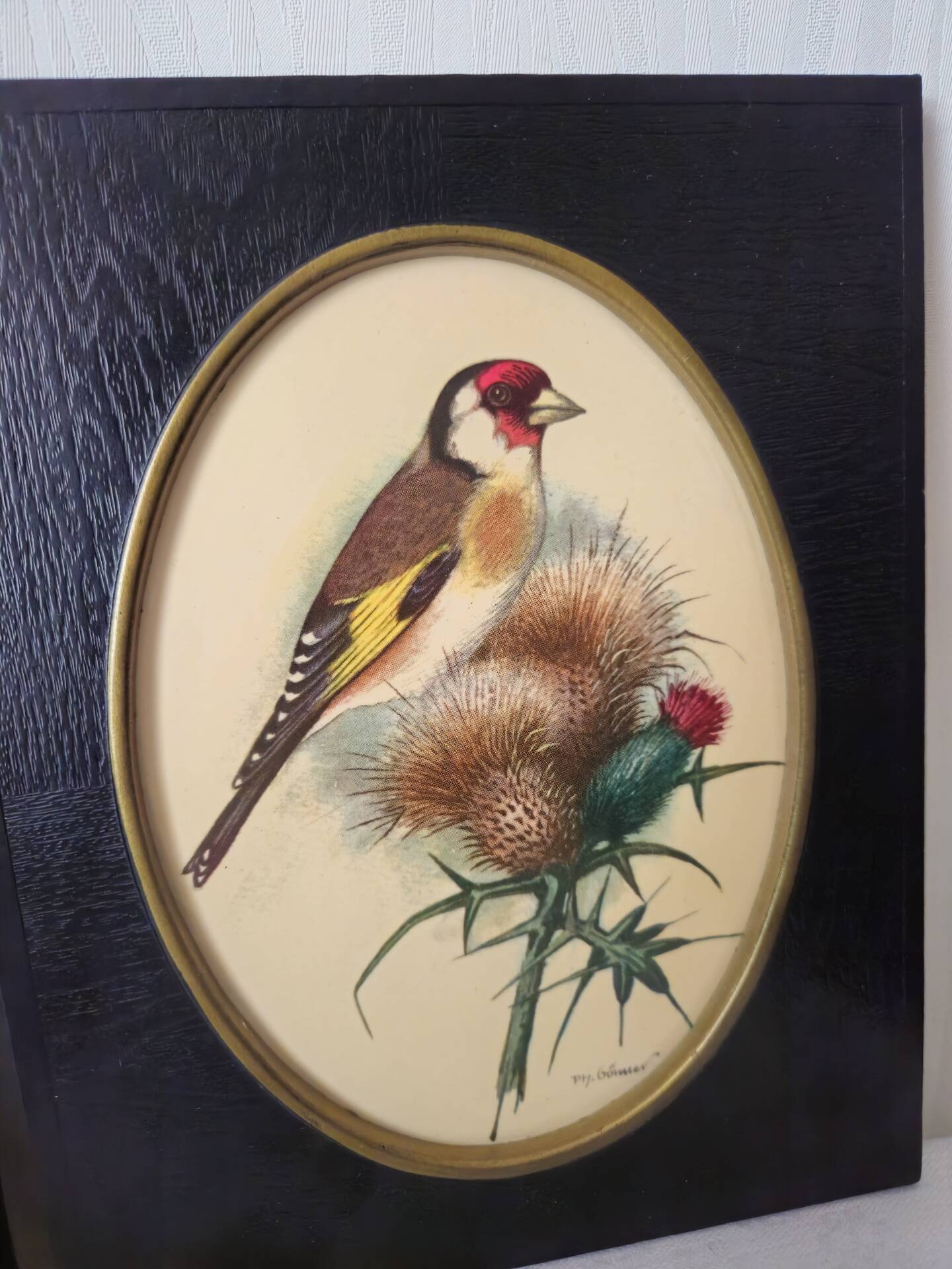 Paire de gravures encadrées oiseaux vintage