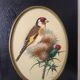 Paire de gravures encadrées oiseaux vintage