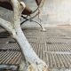 Antique garden bench oak on cast iron legs 125 cm