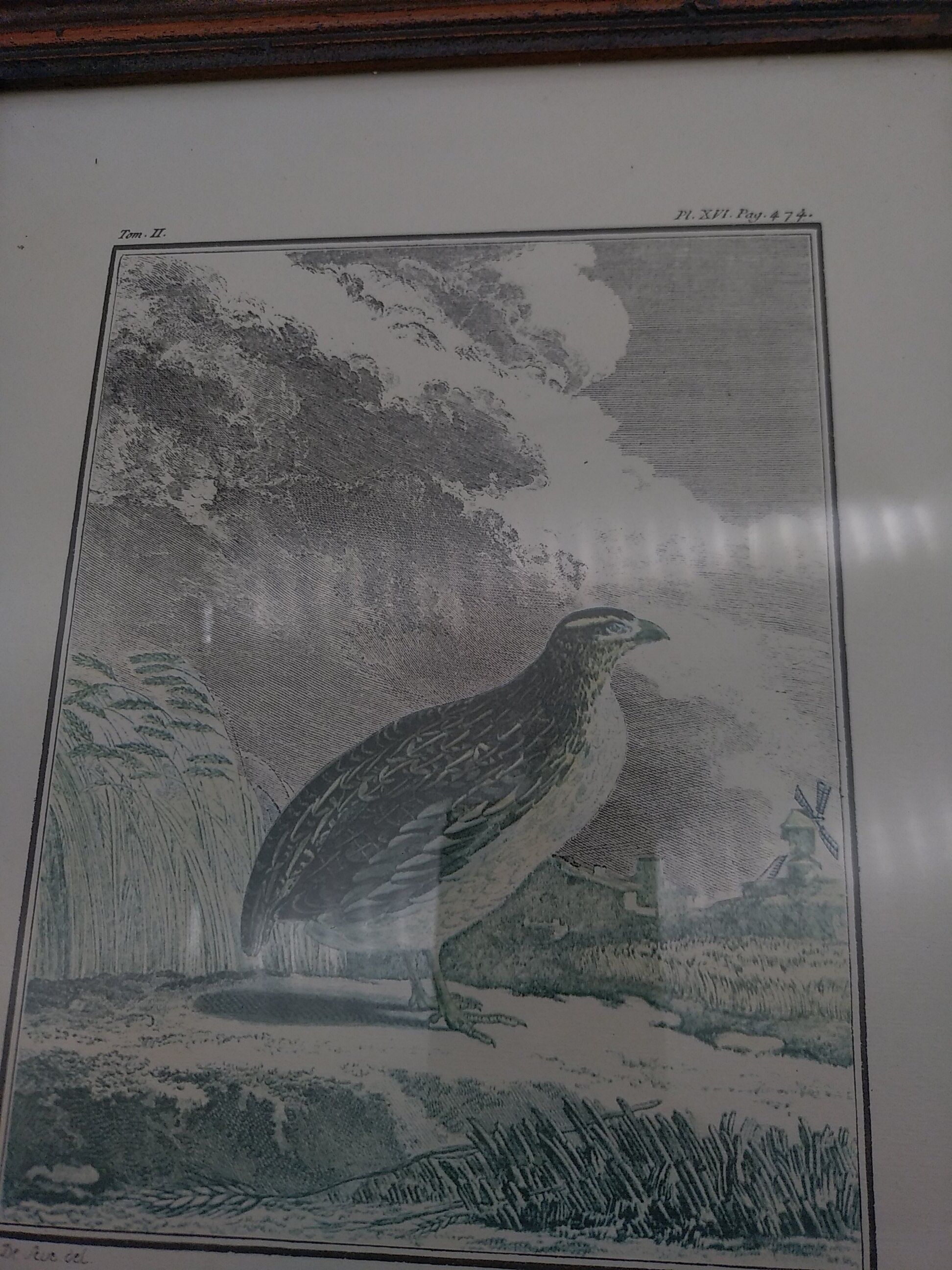 2 planches encadrés, la caille et le jabiru, buffon