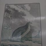 2 framed plates, quail and jabiru, buffon