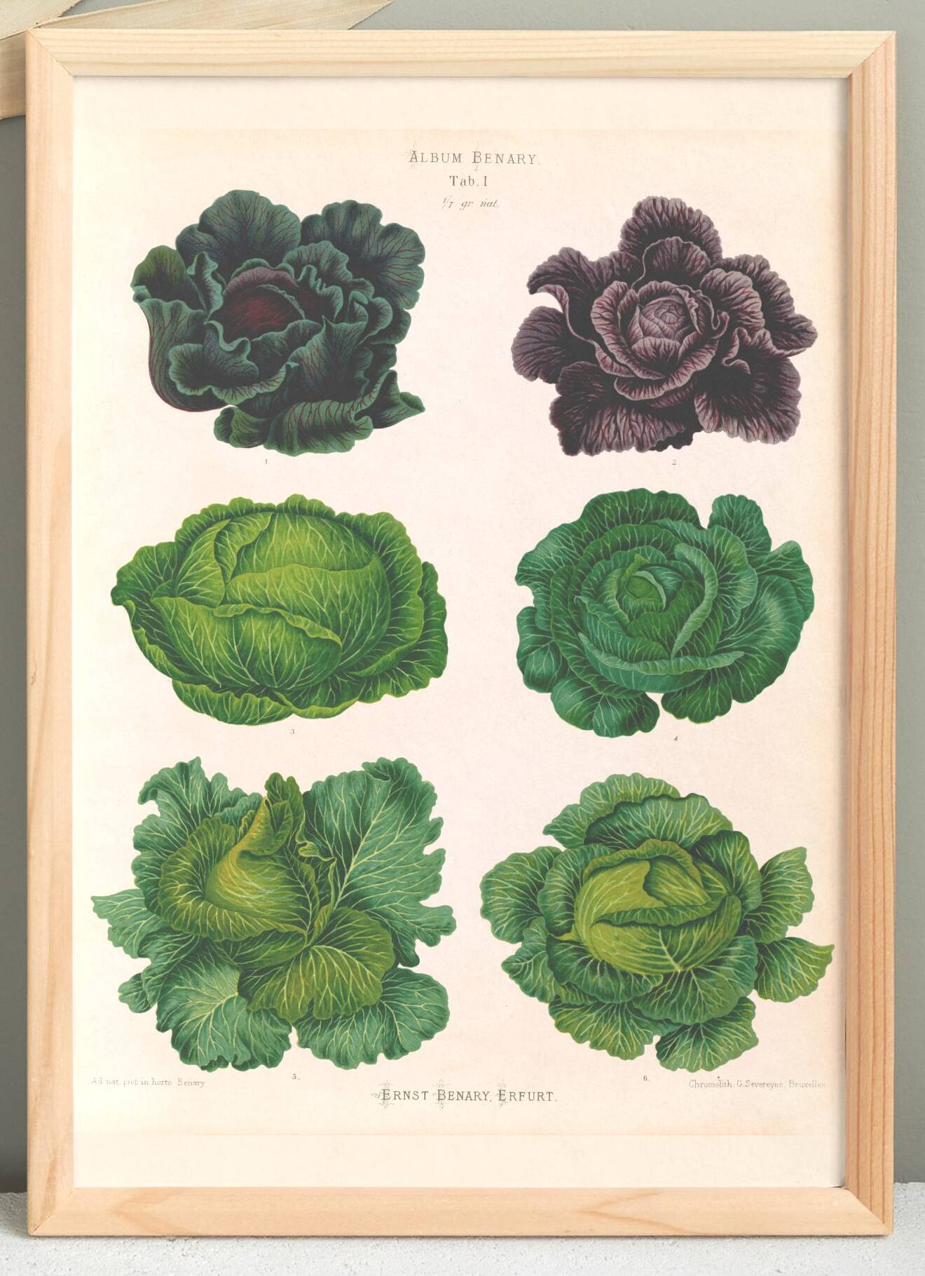 Poster on "Cabbages", based on an old engraving from 1886.