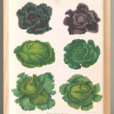 Poster on "Cabbages", based on an old engraving from 1886.