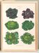 Poster on "Cabbages", based on an old engraving from 1886.