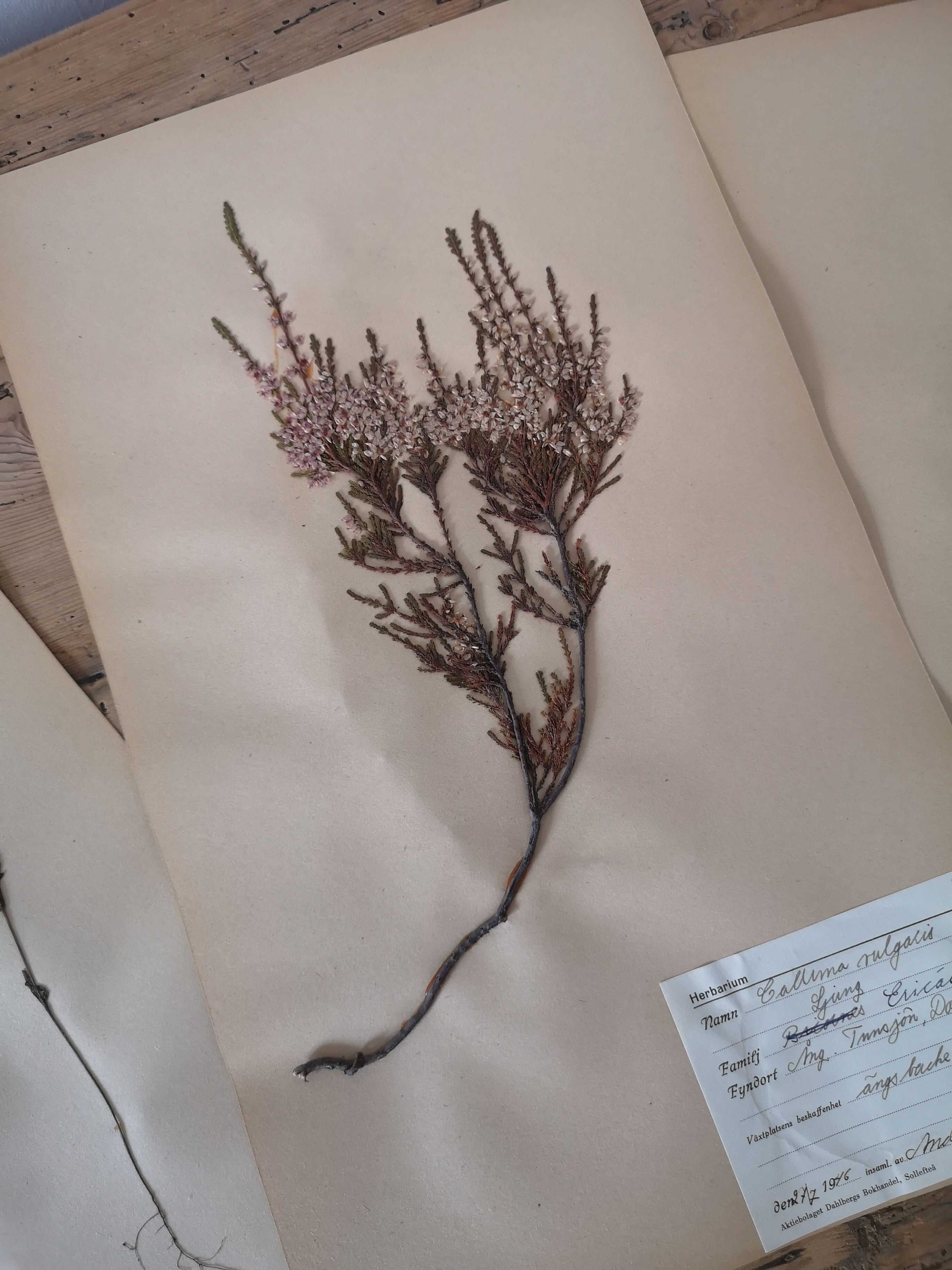 Anders's herbarium - ancient Swedish herbarium boards