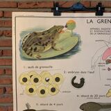 Poster The Frog and The Perch