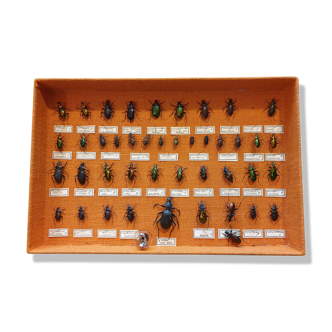 Entomology showcase