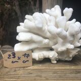 Elkhorn coral