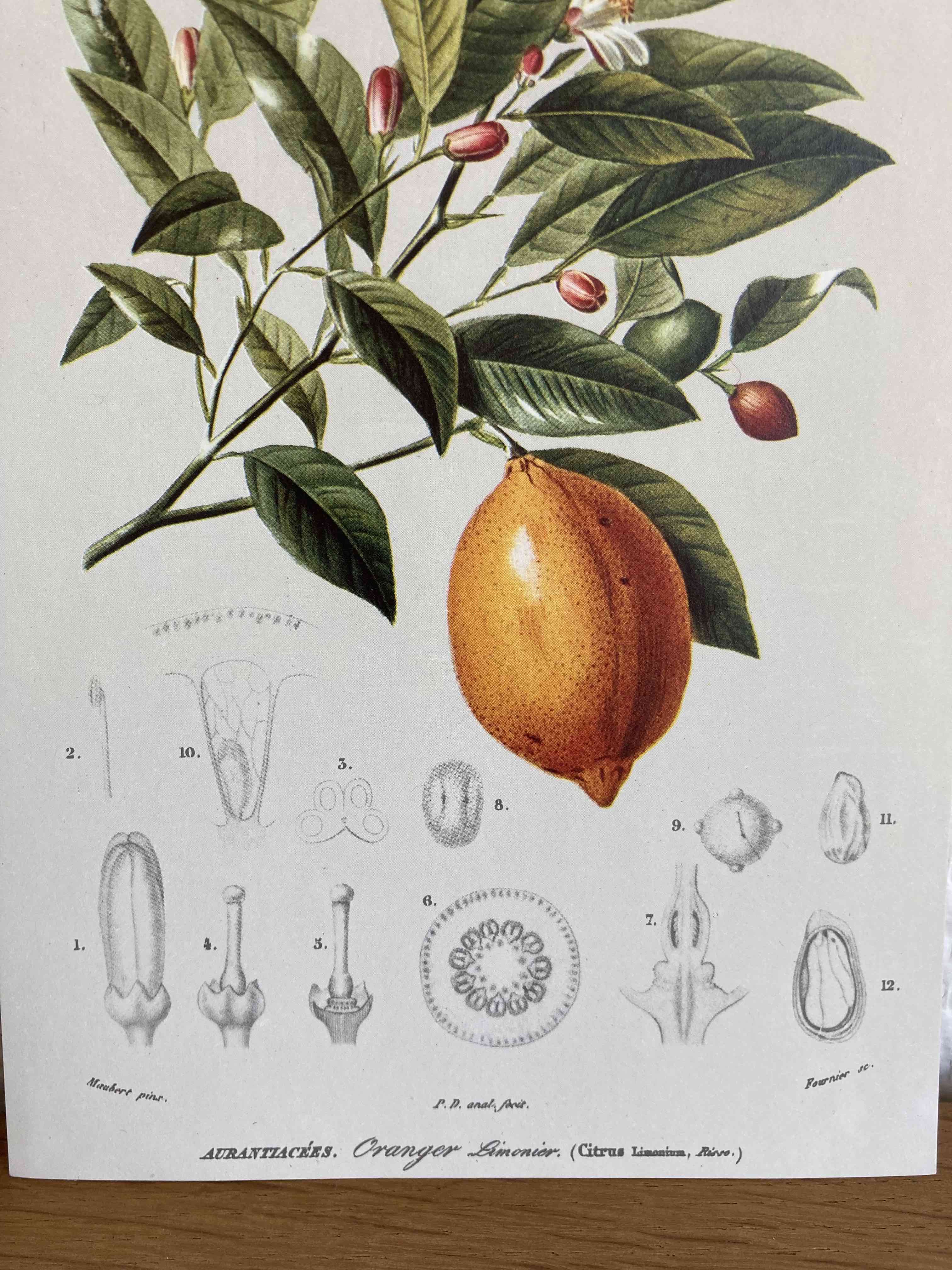 Planche botanique Oranger Selency