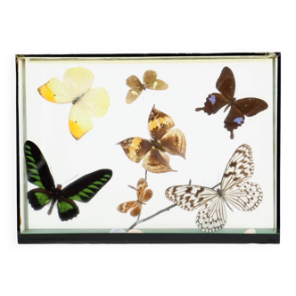 Présentoir à insectes monté sur taxidermie de papillons tropicaux encadrés colorés 7 pièces