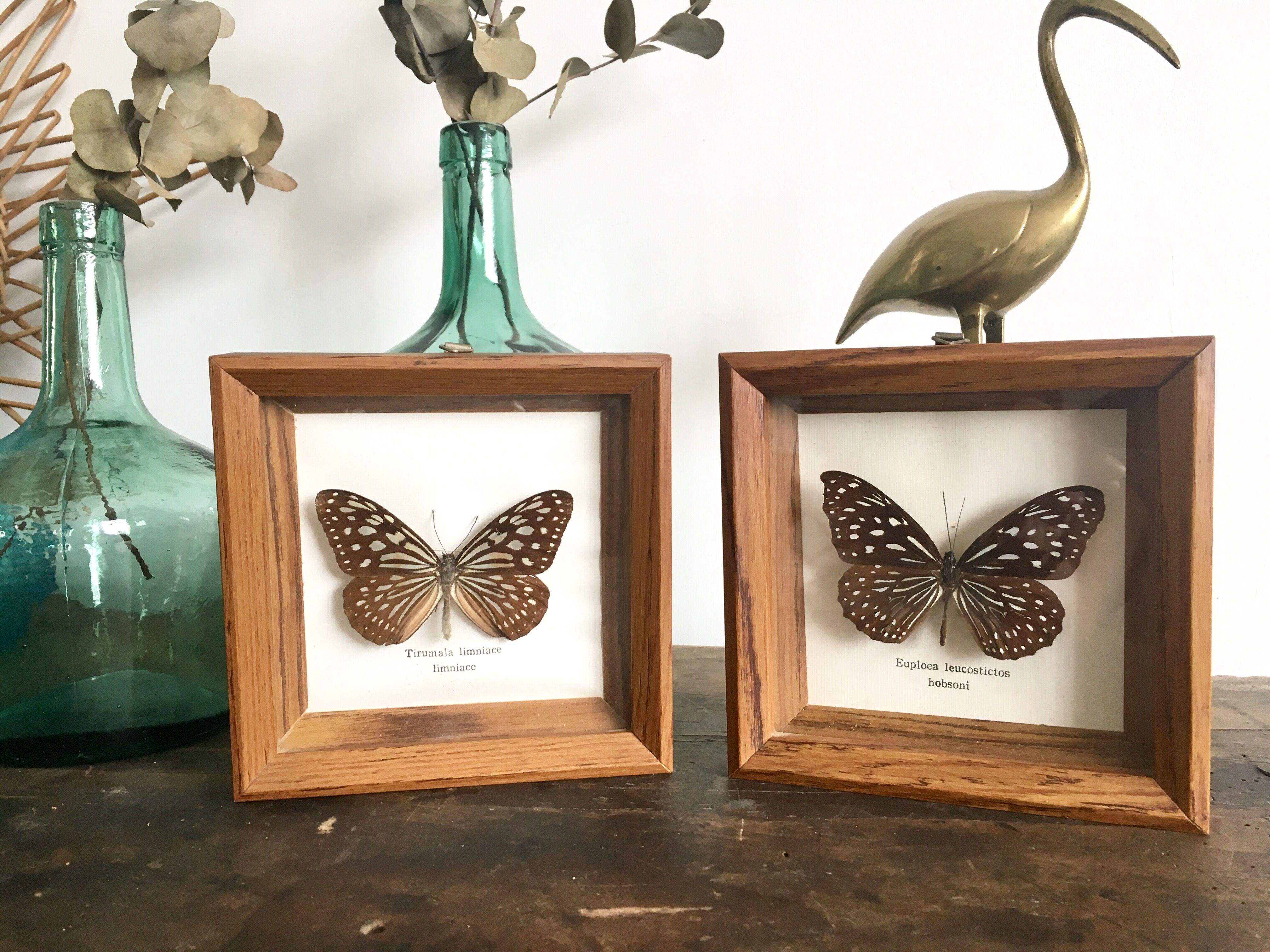 Lot of 2 frames naturalized butterflies