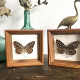 Lot of 2 frames naturalized butterflies
