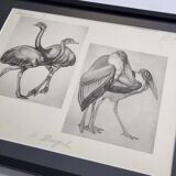 Illustrated plate, Studies of Ostrich and Marabout, Signed A. Margat, 1930