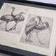Illustrated plate, Studies of Ostrich and Marabout, Signed A. Margat, 1930