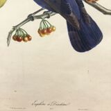 Bird framed lithography