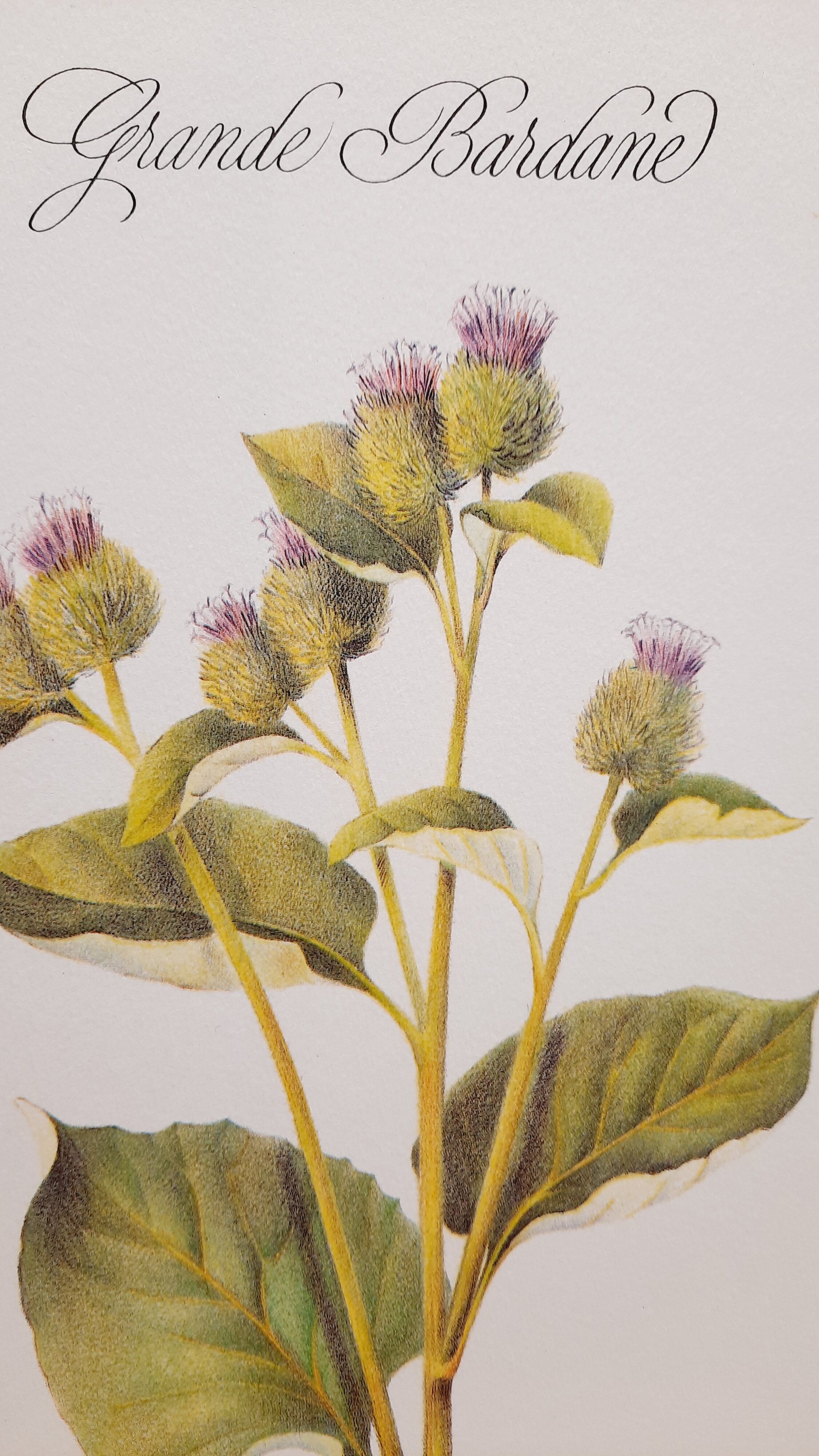 Botanical plate grande burdane