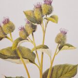 Botanical plate grande burdane